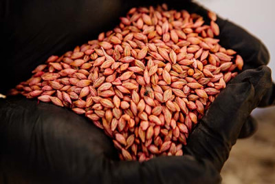 Vyrábíte si sami farmářská osiva?