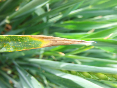 Akce TEBUCONAZOLE 250 g/l