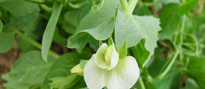 Katalog osiv jarních plodin 2026