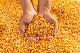 Katalog vybraných POR PROFYTO 2026