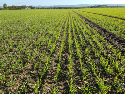 Hledáme množitele ozimých plodin 2026 / 2027